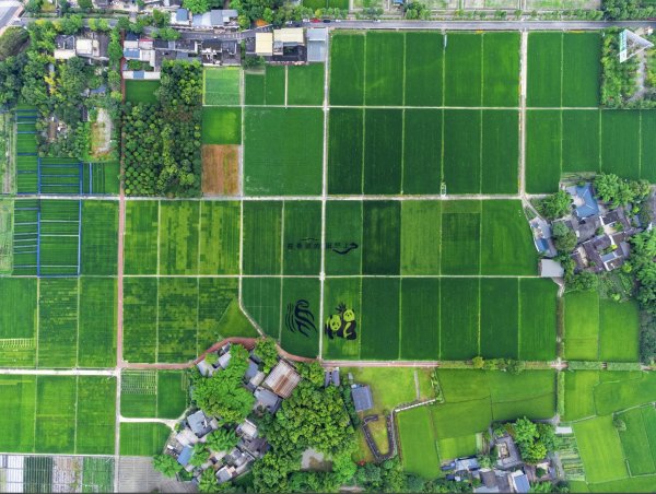 牛策略 成都温江城运中心：推动“报表通”与“微网实格”双向赋能 有效促进基层减负